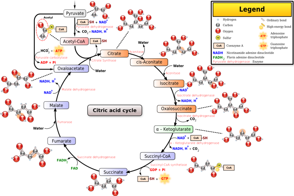 Citric acid cycle