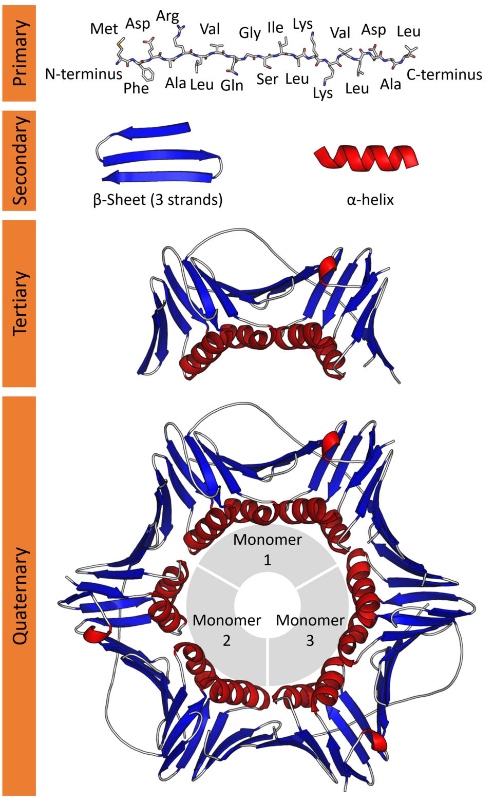 Four levels of protein structure