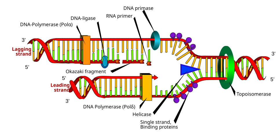 DNA replication fork