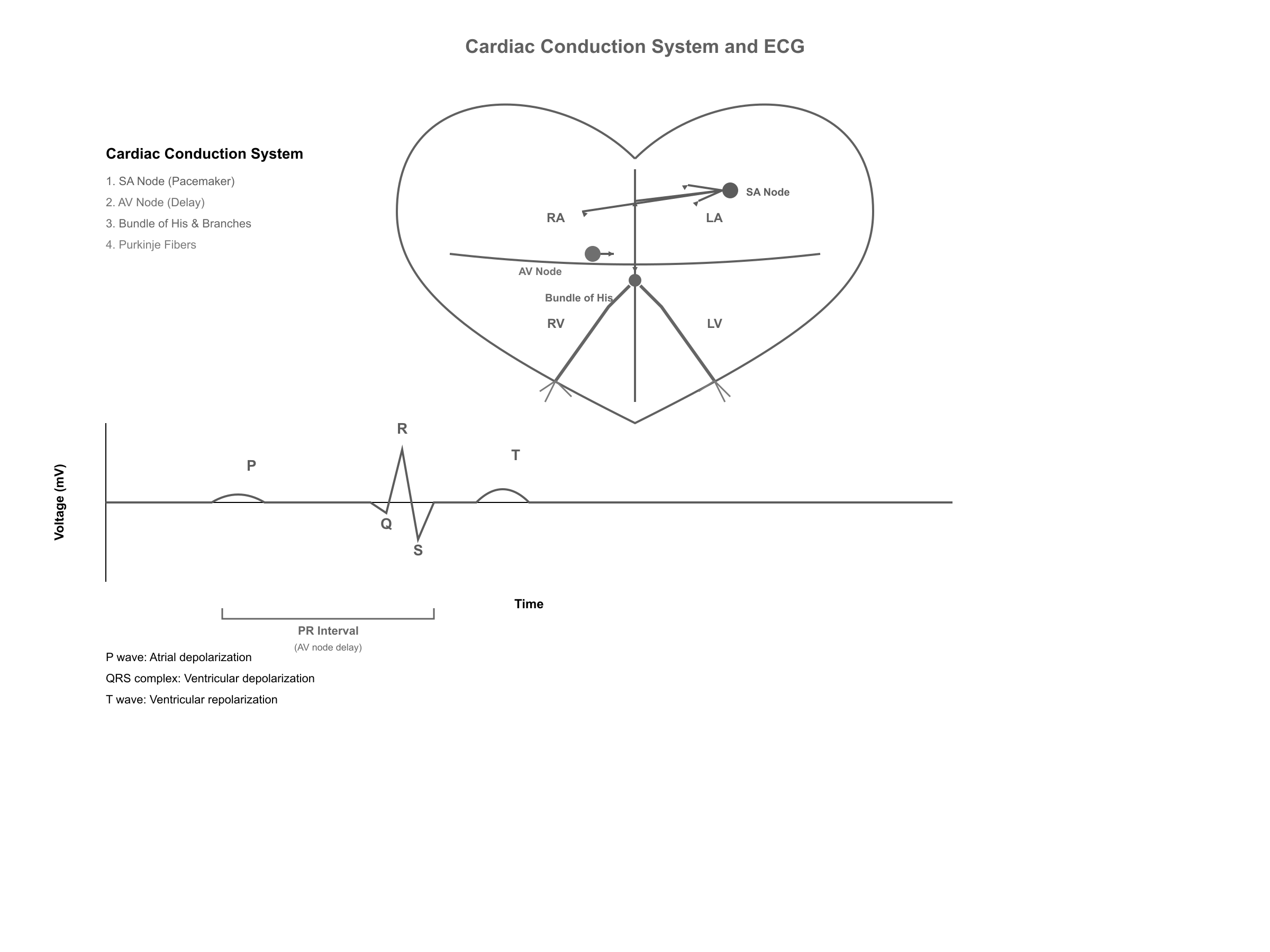 Cardiac conduction system