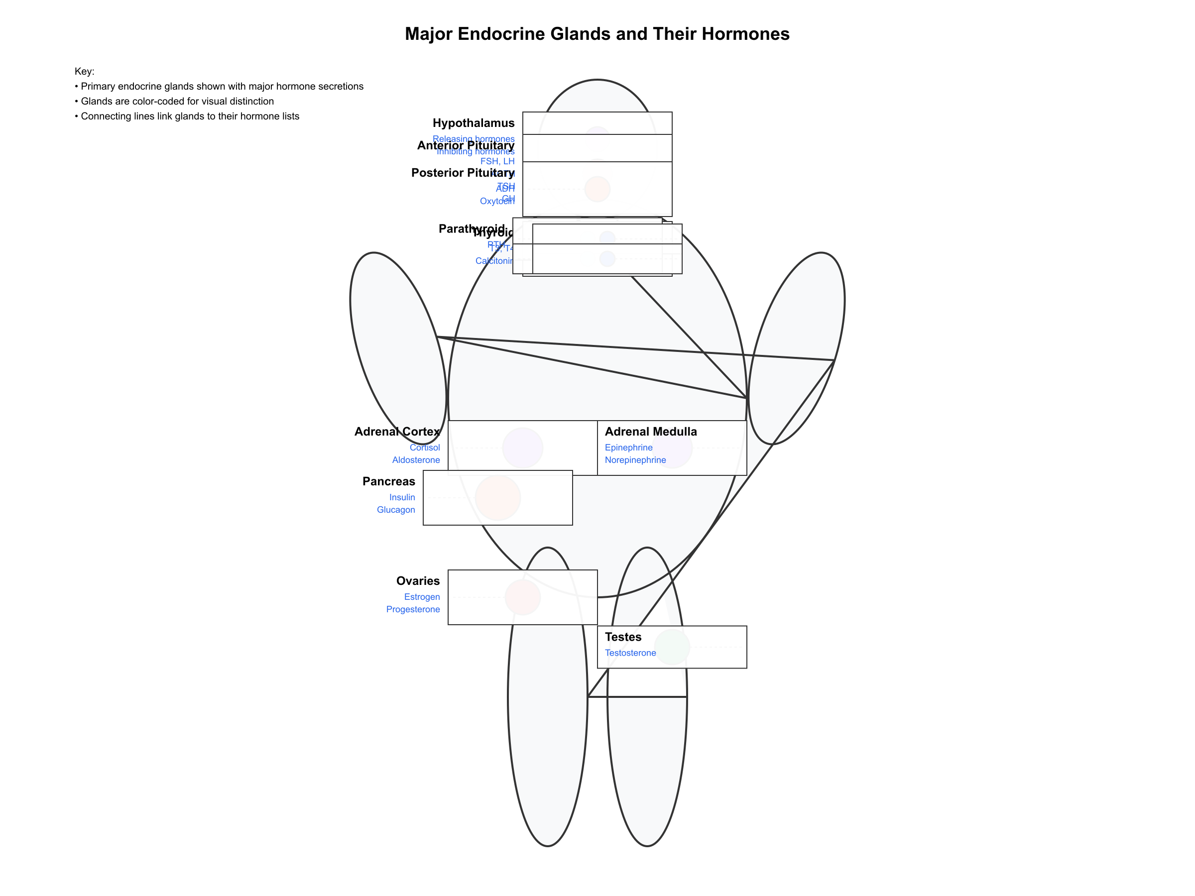 Major endocrine glands and hormones