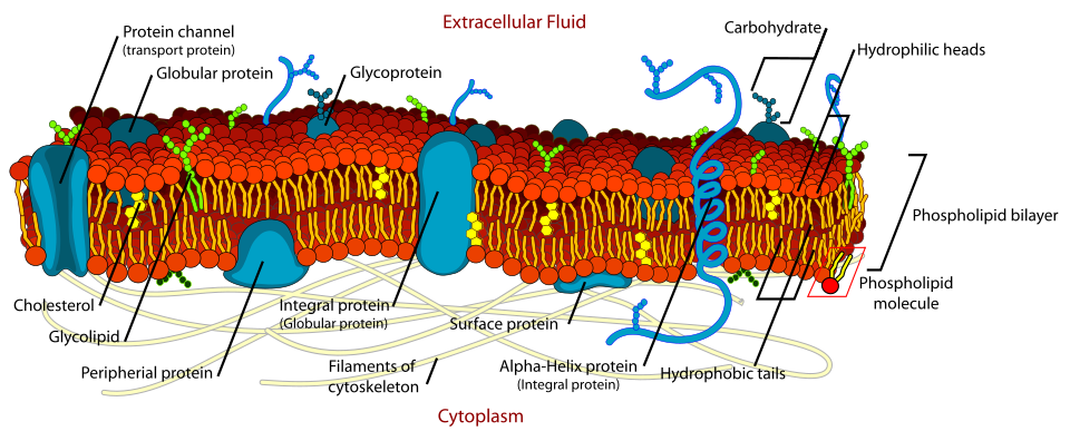 Fluid mosaic model of cell membrane