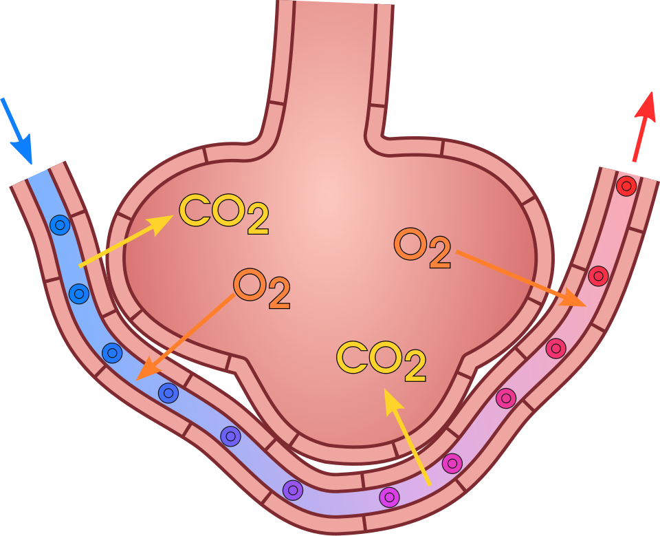 Alveolar gas exchange