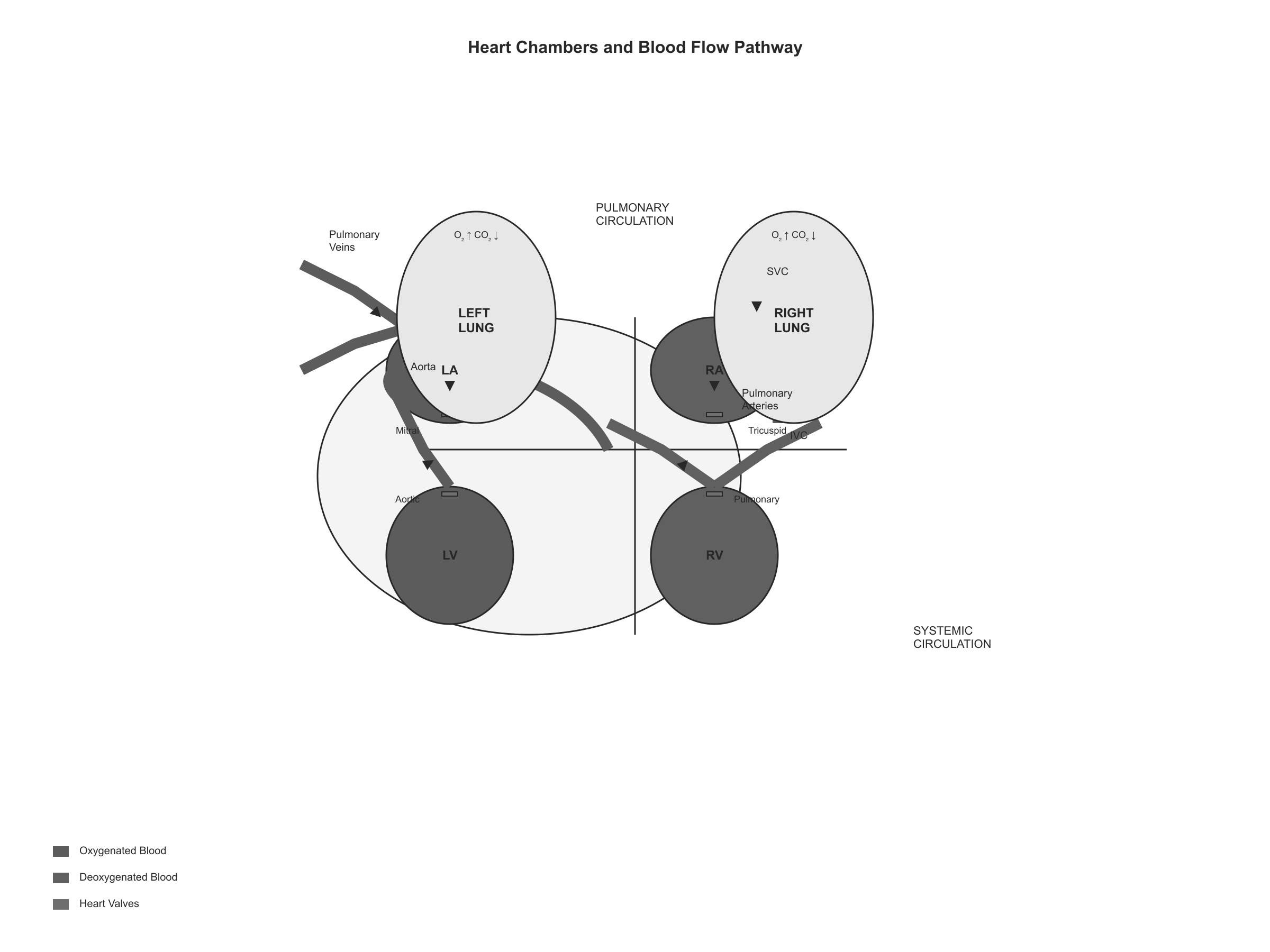 Blood flow through the heart