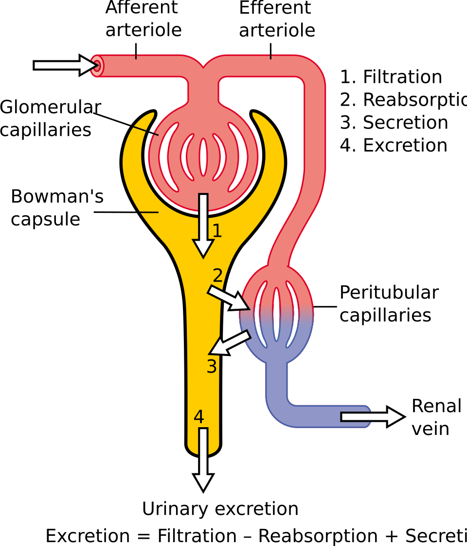 Nephron structure and function