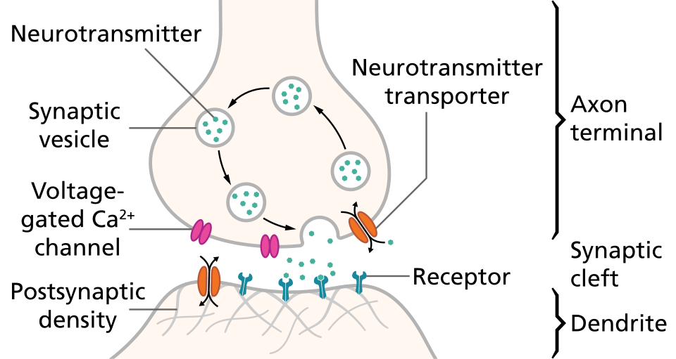 Synaptic transmission