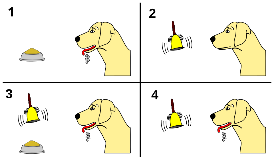 Classical conditioning (Pavlov)