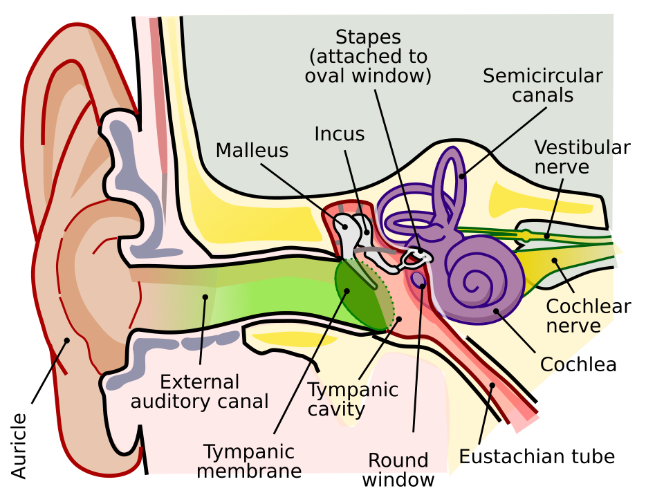 Ear anatomy and auditory pathway