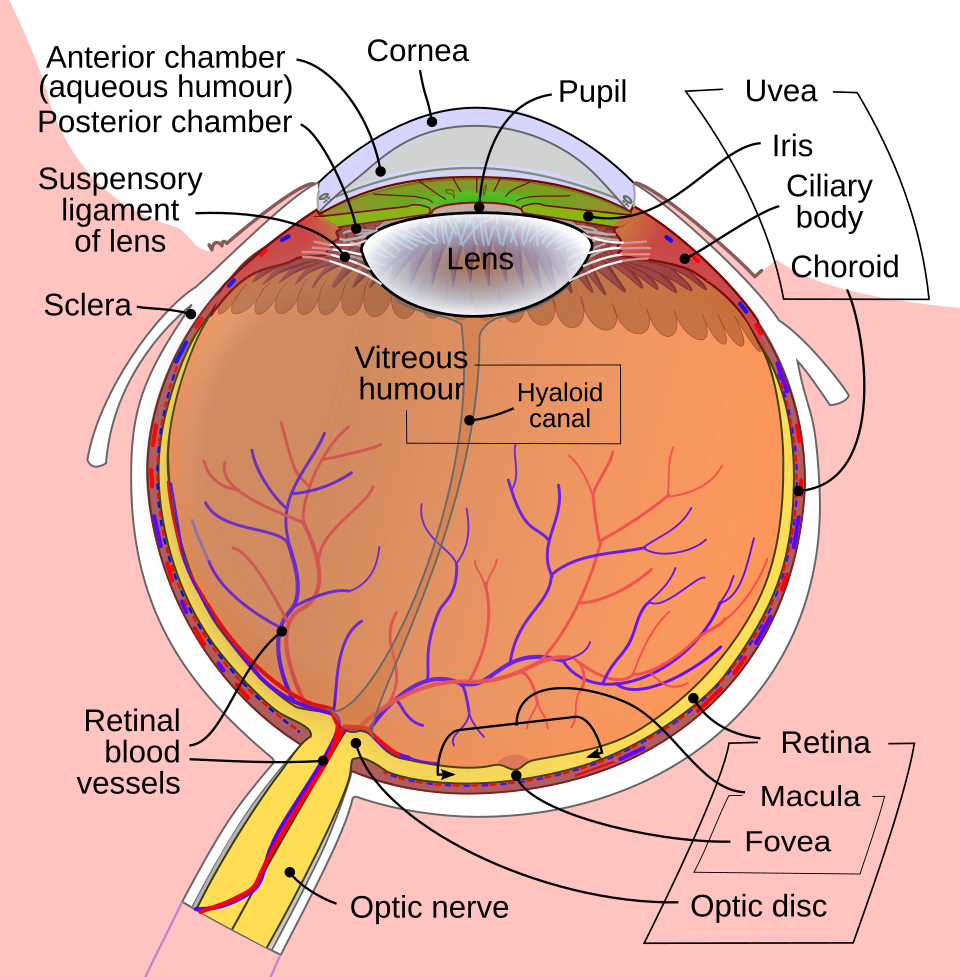 Eye anatomy